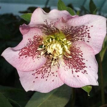 Helleborus_orientalis_Hybride_WI_Q1.jpg