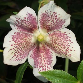 Helleborus_orientalis_Hybride_WI_Q3.jpg