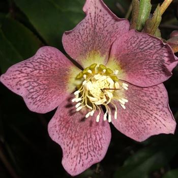 Helleborus_orientalis_Hybride_WI_Q2.jpg