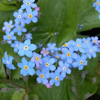 Myosotis_palustris_WI_Q1.jpg