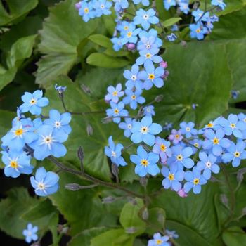 Myosotis_palustris_WI_Q2.jpg