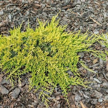 Juniperus_horizontalis_Golden_Carpet_2008_6456.jpg