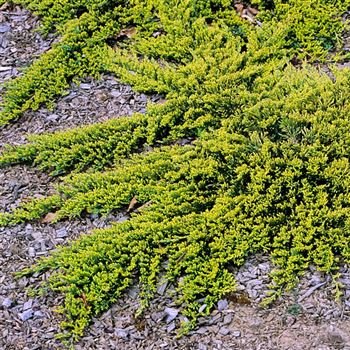 Juniperus_horizontalis_Golden_Carpet_2003_0165_q.jpg