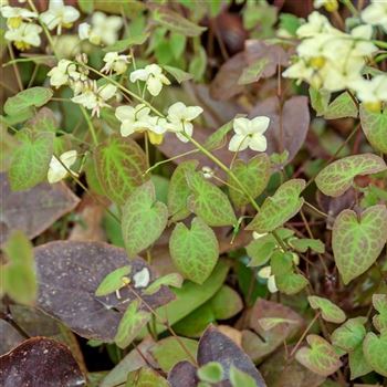 Epimedium_x_versicolor_Sulphureum_HRM_Q1.jpg