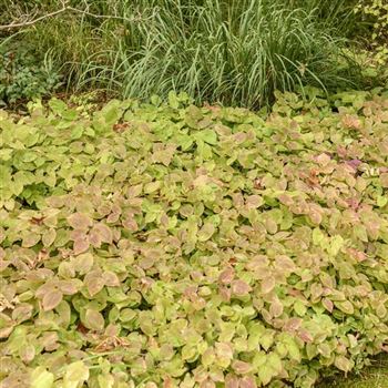 Epimedium_x_versicolor_Sulphureum_HRM_Q2.jpg