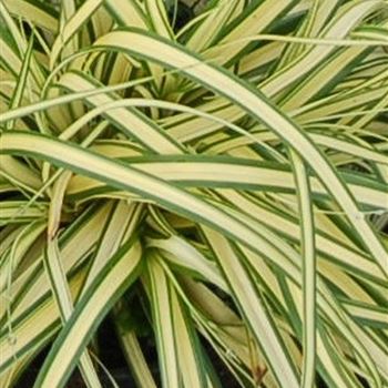 Carex_hachijoensis_Evergold_GR_Q1.jpg