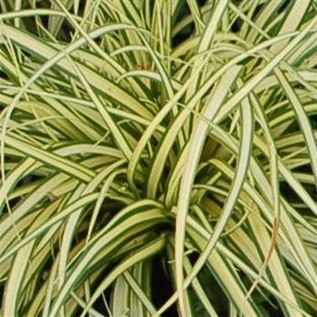 Carex_hachijoensis_Evergold_GR_Q2.jpg