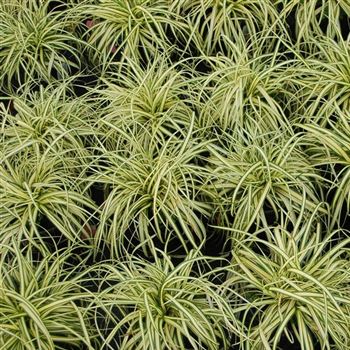 Carex_hachijoensis_Evergold_GR_Q3.jpg