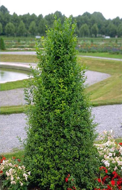 Ligustrum ovalifolium, Ovalblttriger Liguster von Bruns Pflanzen
