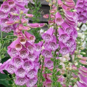 Digitalis_purpurea_HRM_Q1.jpg