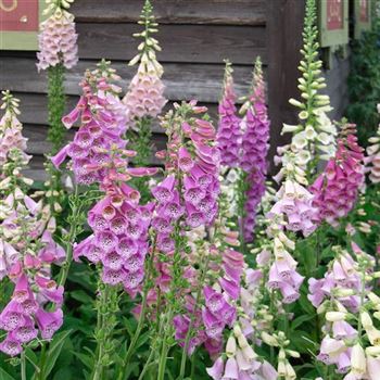 Digitalis_purpurea_HRM_Q2.jpg