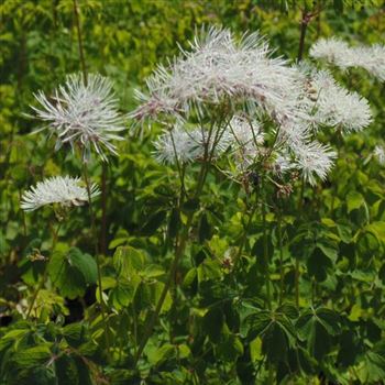 Thalictrum_aquilegifolium_Album_WI_Q3.jpg