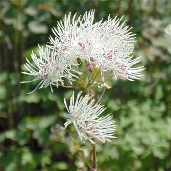 Thalictrum_aquilegifolium_Album_WI_Q1.jpg