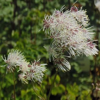 Thalictrum_aquilegifolium_Album_WI_Q2.jpg