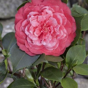 Camellia japonica