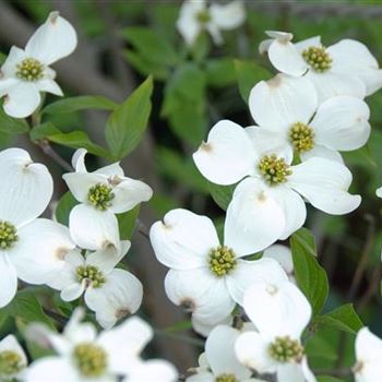 Cornus_florida_2009_1065.jpg