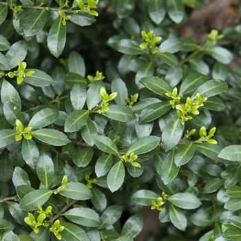 Ilex_crenata_Green_Lustre_2006_2193.jpg