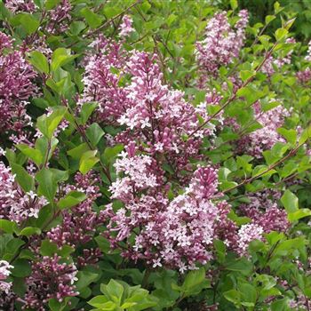 Syringa_meyeri_Palibin_2005_1419_q.jpg