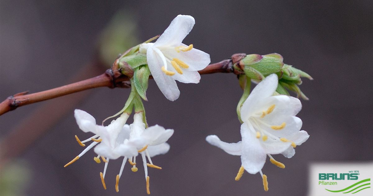 Lonicera x purpusii, Winter honeysuckle von Bruns Pflanzen