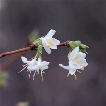 Lonicera_purpusii_HRM_6465.jpg