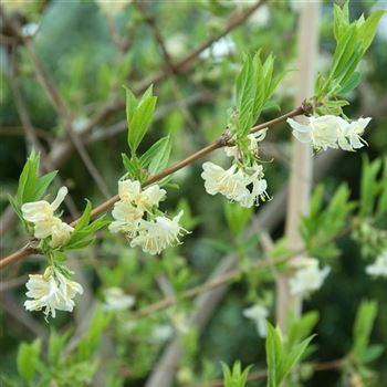 Lonicera_purpusii_2010-0610.jpg