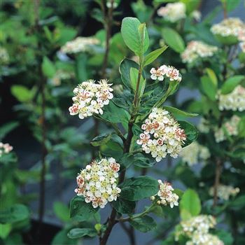 Aronia_prunifolia_Viking_HRM_1.JPG