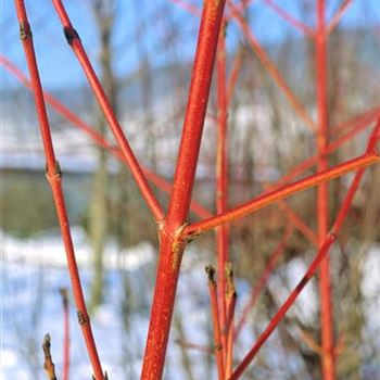 Cornus_sanguinea_Winter_Beauty_2001_5187.jpg