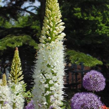 Eremurus_himalaicus_WI_Q3.jpg