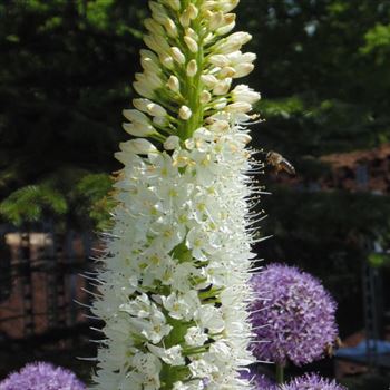 Eremurus_himalaicus_WI_Q2.jpg