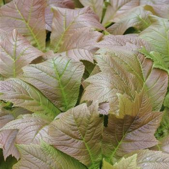 Rodgersia_podophylla_Rotlaub_HRM_Q1.jpg