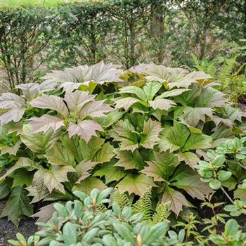 Rodgersia_podophylla_Rotlaub_HRM_Q3.jpg