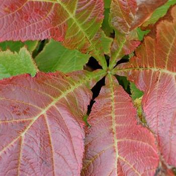 Rodgersia_podophylla_Rotlaub_GR_R5.JPG