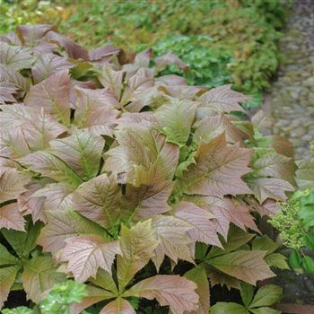 Rodgersia_podophylla_Rotlaub_HRM_Q2.jpg