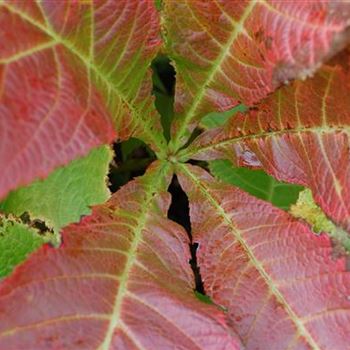 Rodgersia_podophylla_Rotlaub_GR_R4.JPG