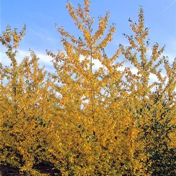 POPULUS_BEROLINENSIS_2000-3164.JPG