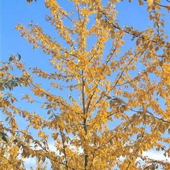 Populus_berolinensis_2000_3165.jpg