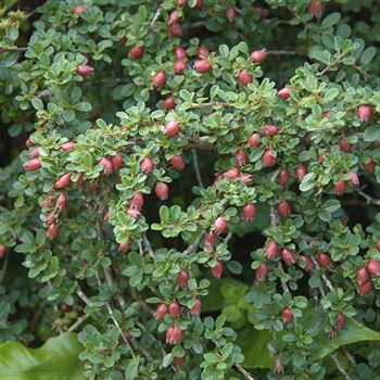 Cotoneaster_adpressus_2007-4832.jpg