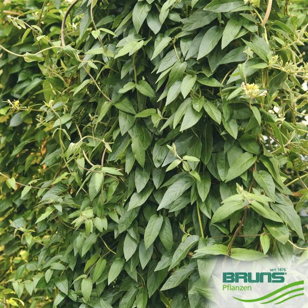 cinnamon plants Cinnamon Tree (Cinnamomum verum) - Live Plant main image 0