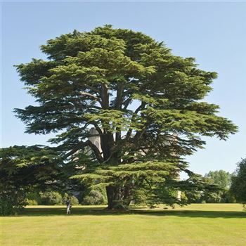 Cedrus_atlantica_2006_3597_q.jpg