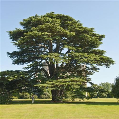 Cedrus atlantica