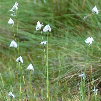 Eriophorum_latifolium_HRM_Q1.jpg