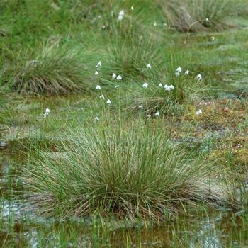 Eriophorum_latifolium_HRM_Q2.jpg