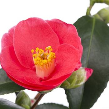 Camellia japonica