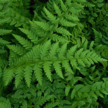 Polystichum_aculeatum_WI_Q1.jpg