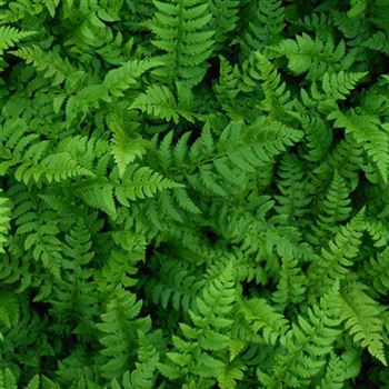 Polystichum_aculeatum_WI_Q2.jpg