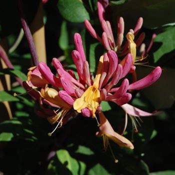 Lonicera_heckrottii_GR_R3.jpg