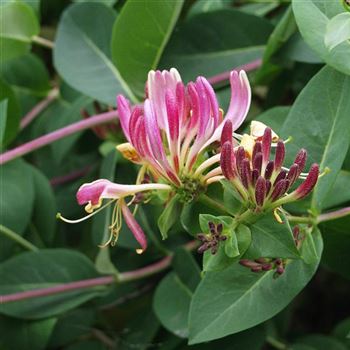 Lonicera_heckrottii_2005_2676_q.jpg