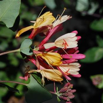 Lonicera_heckrottii_GR_R5.jpg