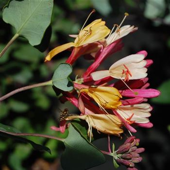 Lonicera_heckrottii_GR_Q1.jpg