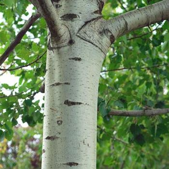 Populus canescens HRM_9992.jpg